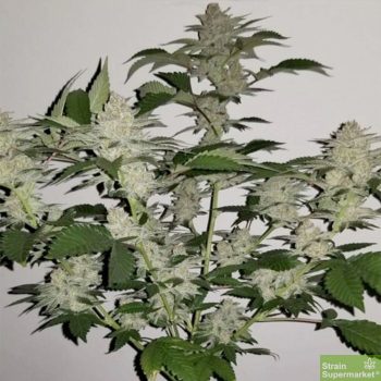 Tropicanna Kush - Regular Cannabis Seeds by Oni Seed Co
