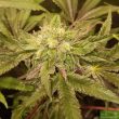 tropicanna-regular-cannabis-seeds-by-oni-seed-co-3