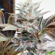 tropicanna-regular-cannabis-seeds-by-oni-seed-co-3
