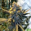 Tropicanna Punch - Regular Cannabis Seeds by Oni Seed Co