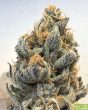 white-grapefruit-cookies-regular-cannabis-seeds-by-oni-seed-co