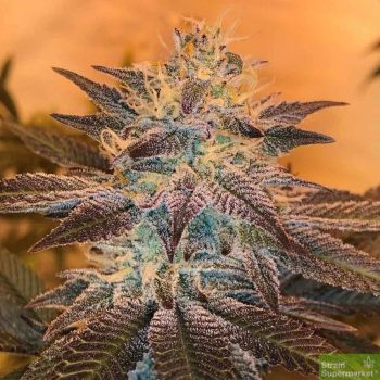 White Grapefruit Cookies - Regular Cannabis Seeds by Oni Seed Co