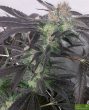 white-grapefruit-cookies-regular-cannabis-seeds-by-oni-seed-co