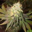 Wilson! Zero - Regular Cannabis Seeds by Oni Seed Co