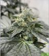 wilson-zero-regular-cannabis-seeds-by-oni-seed-co