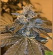 wilson-zero-regular-cannabis-seeds-by-oni-seed-co
