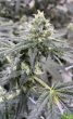 wilson-zero-regular-cannabis-seeds-by-oni-seed-co
