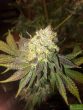 wilson-zero-regular-cannabis-seeds-by-oni-seed-co