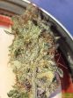 wilson-zero-regular-cannabis-seeds-by-oni-seed-co