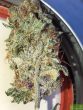 wilson-zero-regular-cannabis-seeds-by-oni-seed-co