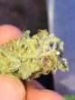 wilson-zero-regular-cannabis-seeds-by-oni-seed-co