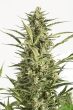 auto-critical-jack-autoflowering-feminized-cannabis-seeds