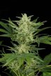 Auto Critical Jack - 5 Autoflowering Feminized Cannabis Seeds