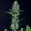 gorilla-zkittlez-feminized-cannabis-seeds-3