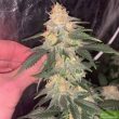 gorilla-zkittlez-feminized-cannabis-seeds-3