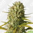 gorilla-zkittlez-feminized-cannabis-seeds-3