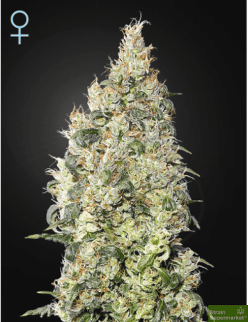 Great White Shark - 5 Feminized Cannabis Seeds