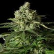 moby-dick-feminized-cannabis-seeds-3