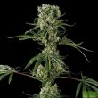 Moby Dick - 5 Feminized Cannabis Seeds