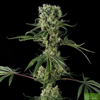 Moby Dick - 5 Feminized Cannabis Seeds