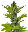 moby-dick-feminized-cannabis-seeds-3