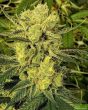 strawberry-banana-feminized-cannabis-seeds