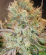 strawberry-banana-feminized-cannabis-seeds