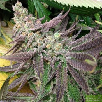 Strawberry Banana - 5 Feminized Cannabis Seeds