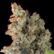 super-silver-monster-feminized-cannabis-seeds-2
