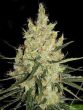 super-silver-monster-feminized-cannabis-seeds-2