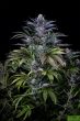 super-silver-monster-feminized-cannabis-seeds-2