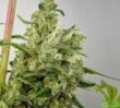 mandala-seeds-fast-n-glorious-regular-cannabis-seeds