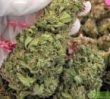 mandala-seeds-fast-n-glorious-regular-cannabis-seeds