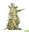 skunk-1-autoflowering-feminized-cannabis-seeds