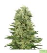 Auto Skunk #1 - 5 Autoflowering Feminized Cannabis Seeds
