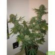 auto-ak47-feminized-cannabis-seeds-4