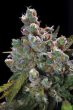 auto-ak47-feminized-cannabis-seeds-4