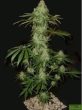 auto-ak47-feminized-cannabis-seeds-4