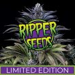 Ripper Seeds - Limited Edition - Mochi x Purple Punch (3 Fem Pack)
