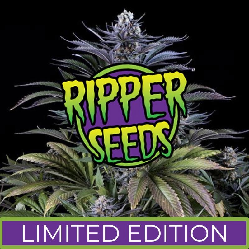 Toxic Feminized Cannabis Seeds