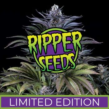 Ripper Seeds - Limited Edition - Zombie Kush S1 (3 Fem Pack)