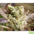 somango-feminized-cannabis-seeds-4