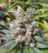 somango-feminized-cannabis-seeds-4