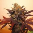 somango-feminized-cannabis-seeds-4