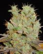 SoMango - 5 Feminized Cannabis Seeds