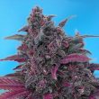 Sweet Seeds Dark Devil Auto (25 AUTO FEM)