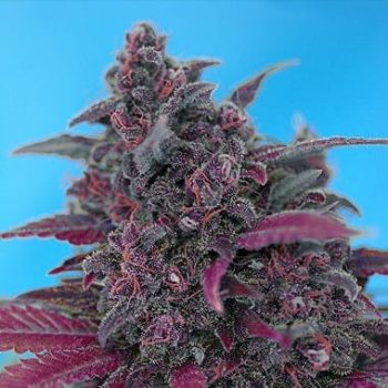 Sweet Seeds Dark Devil Auto (25 AUTO FEM)