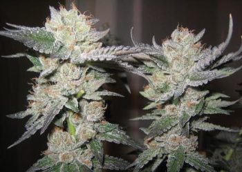 Flavour Gang - Bubba Kush - Feminized Cannabis Seeds