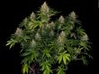 flavour-gang-bubblegum-feminized-cannabis-seeds