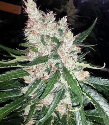 Flavour Gang - BubbleGum - Feminized Cannabis Seeds